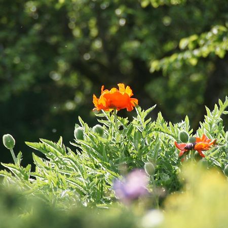 Landgasthof Em Lade Dahlem  Esterno foto